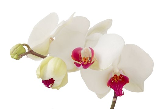 orchid blooming