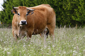 Vache Aubrac