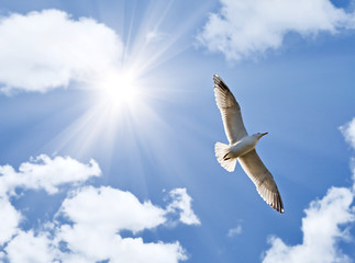 seagull under bright sun