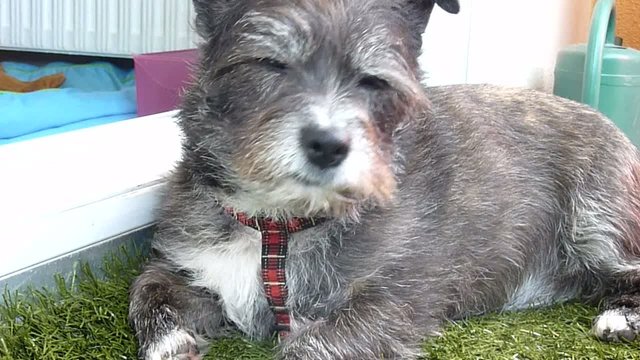 chien qui l&egrave;che sa patte