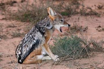Jackal - Black Backed