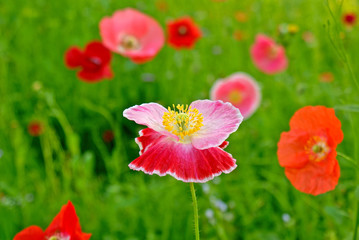 flower field poppy