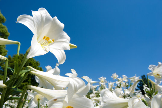 Fototapeta テッポウユリの群落と青空