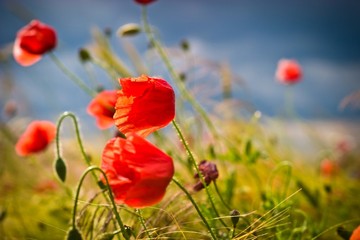 Obraz premium flowers