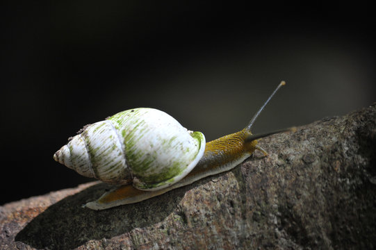 Snail