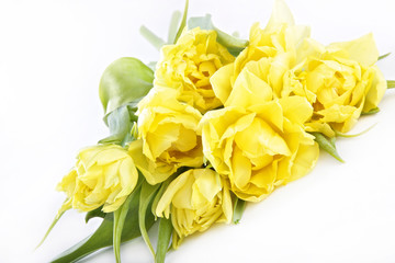 bunch of yellow tulips isolated on white background