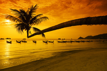 Sunset with palm and boats on tropical beach - 23786036