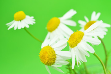 Sanfte Medizin, Kamille