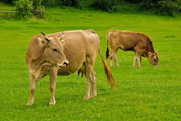 Cow and calf graze