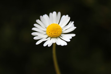 Fototapeta premium blümchen