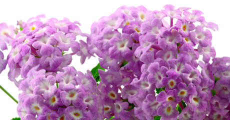 fleurs de lantana camara, corbeille d'or, fond blanc