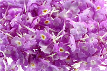 fond de fleurettes de lantana camara, corbeille d'or