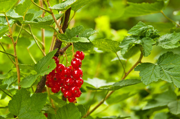 Currant on the bush