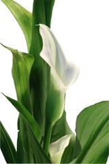 Weiße Calla