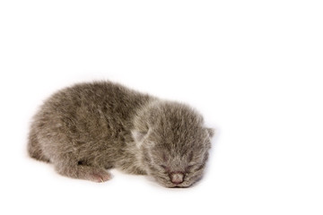 British blue new born kitten