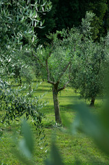 Albero