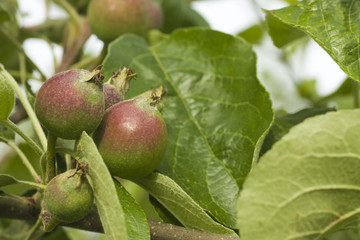 young apples on tree