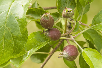 young apples on tree