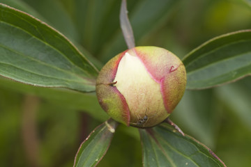 peony and ant