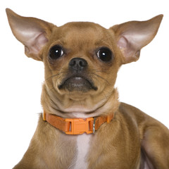 Chihuahua, 6 months old, close up against white background