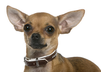 Chihuahua, 12 months old, close up against white background