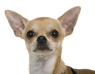 Chihuahua, 12 months old, close up against white background