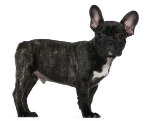 French bulldog puppy, 3 months old, standing
