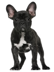 French bulldog puppy, 3 months old, standing