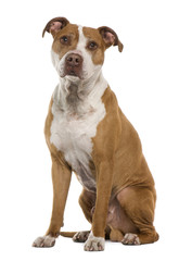 American Staffordshire terrier, 9 years old, sitting