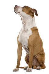 American Staffordshire terrier, 9 years old, sitting