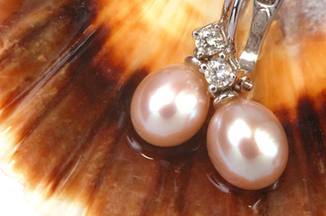 Pearls earrings on sea shell