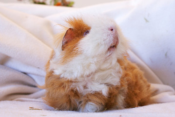 Meerschweinchen