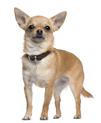 Chihuahua, 2 years old, standing in front of white background