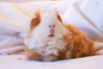 Meerschweinchen