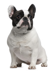 French Bulldog, 3 years old, sitting
