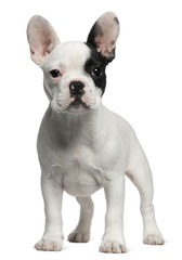 French Bulldog puppy, 3 months old, standing