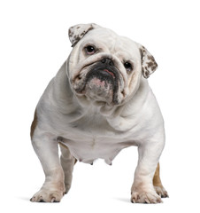 English Bulldog, 5 years old, standing