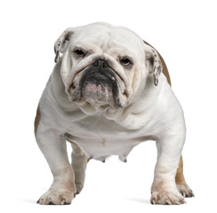 English Bulldog, 5 years old, standing