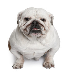 English Bulldog, 5 years old, sitting