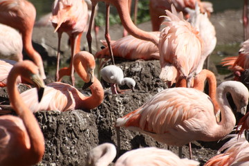 Flamingos