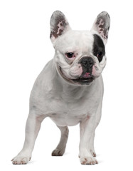 French Bulldog, 6 years old, standing