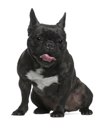 French Bulldog, 3 years old, sitting