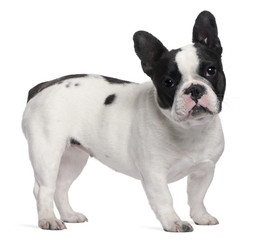 French Bulldog, 13 months old, standing