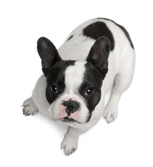 French Bulldog, 13 months old, sitting