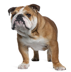 Obraz premium English Bulldog, 18 months old, standing