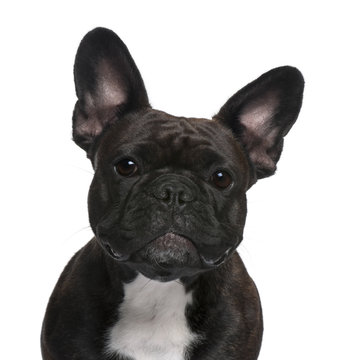 Close-up of French Bulldog, 18 months old