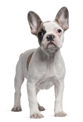 French Bulldog puppy, 3 months old, standing