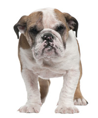 English Bulldog puppy, 4 months old, standing