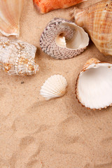shells on the beach