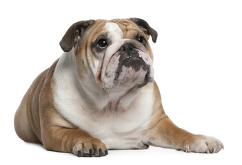 Obraz premium English Bulldog puppy, 10 months old, lying